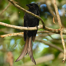 Drongo de Mayotte