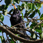 Irrisor à cimeterre