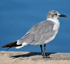 Mouette atricille