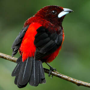 Tangara à Dos Rouge Ramphocelus Dimidiatus