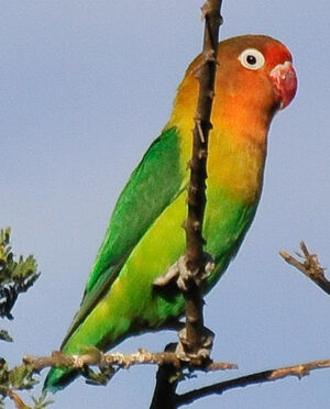 Fischer's Lovebird : Pictures.