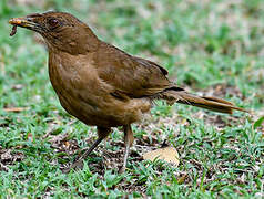 Clay-colored Thrush