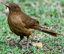 Clay-colored Thrush