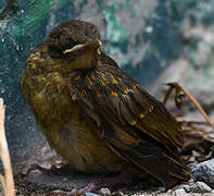 Clay-colored Thrush