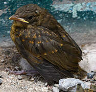 Clay-colored Thrush