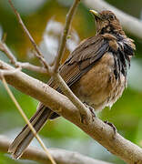 Clay-colored Thrush