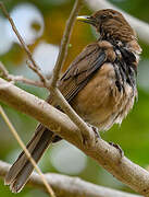 Clay-colored Thrush