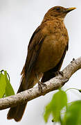 Clay-colored Thrush