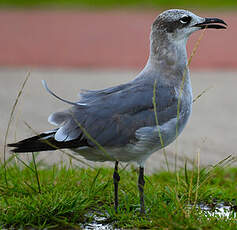 Mouette atricille