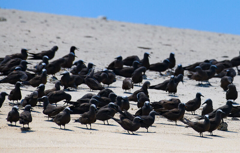 Brown Noddy