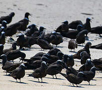 Brown Noddy