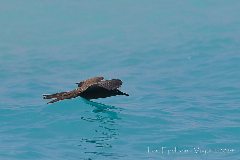 Brown Noddy