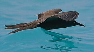 Brown Noddy