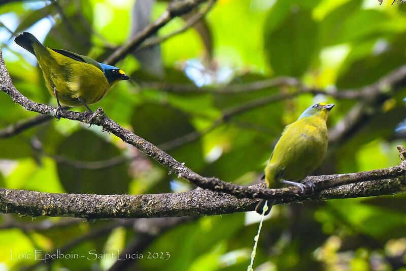 Lesser Antillean Euphonia