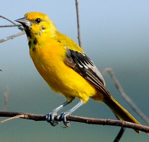 Yellow Oriole : Pictures.