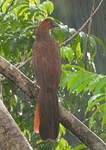 Ortalide motmot