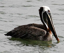 Brown Pelican