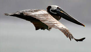 Brown Pelican