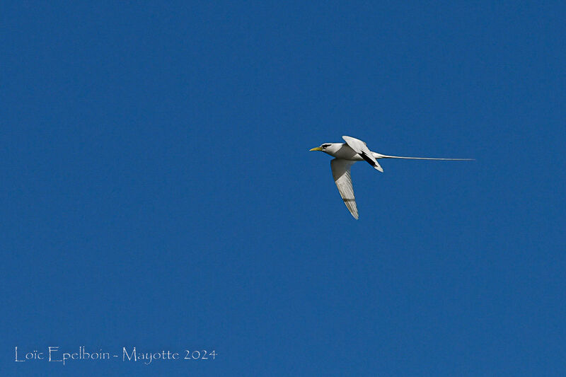 White-tailed Tropicbird