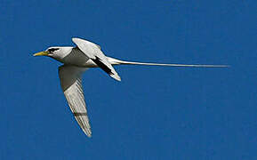 White-tailed Tropicbird