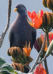 Pigeon des Comores