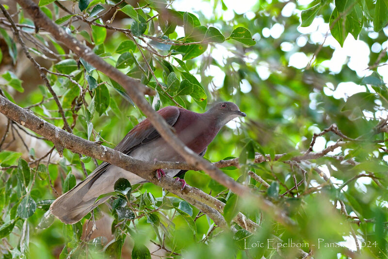 Pigeon rousset