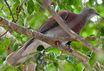 Pigeon rousset