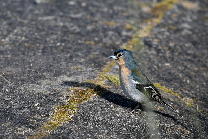 Azores Chaffinch