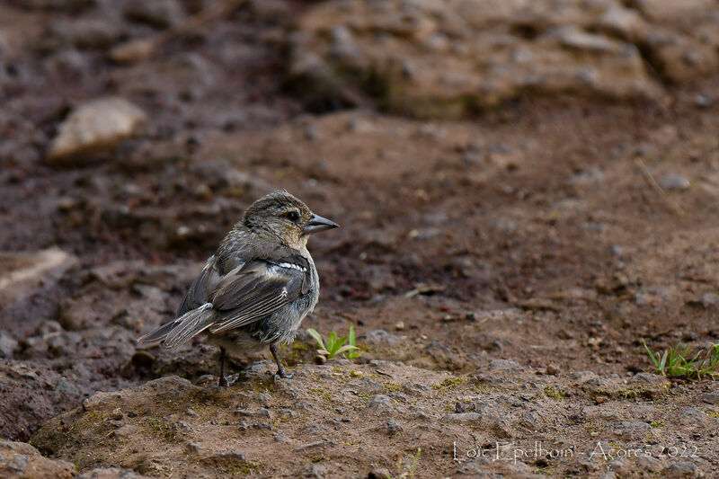 Azores Chaffinch