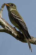 Eastern Wood Pewee