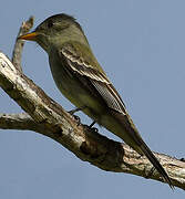 Eastern Wood Pewee