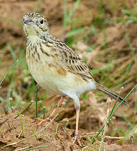 Pipit jaunâtre