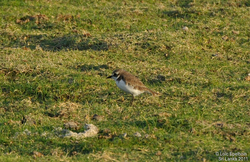 Tibetan Sand Plover