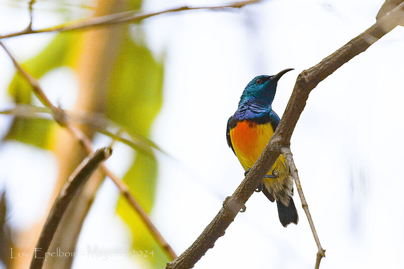 Mayotte Sunbird