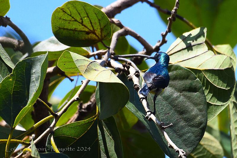 Mayotte Sunbird