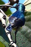 Mayotte Sunbird