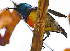 Mayotte Sunbird