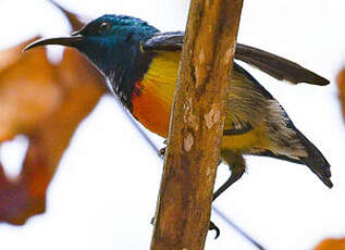 Souimanga de Mayotte