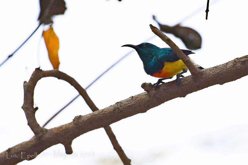 Mayotte Sunbird