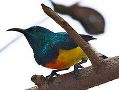 Mayotte Sunbird