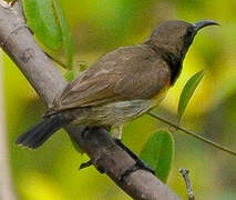 Ornate Sunbird