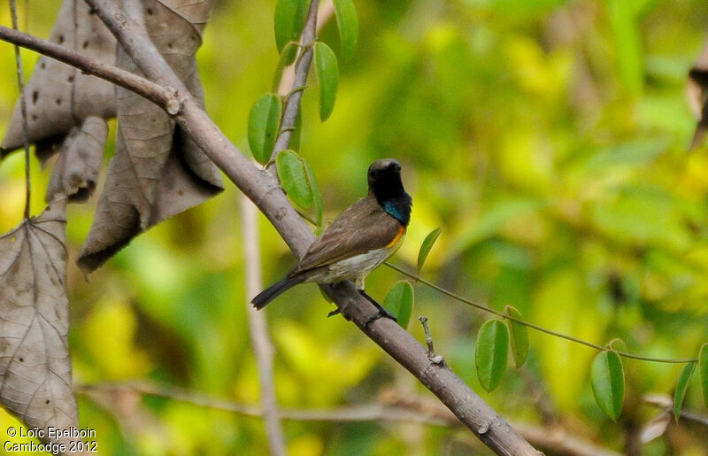 Ornate Sunbird