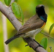 Ornate Sunbird