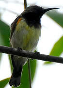 Ornate Sunbird