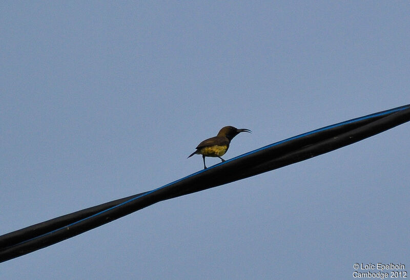 Ornate Sunbird