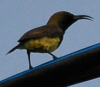 Ornate Sunbird