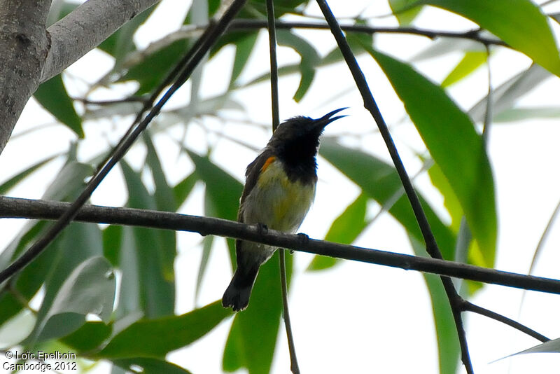 Ornate Sunbird