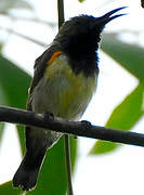 Ornate Sunbird