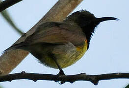 Ornate Sunbird