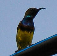 Ornate Sunbird